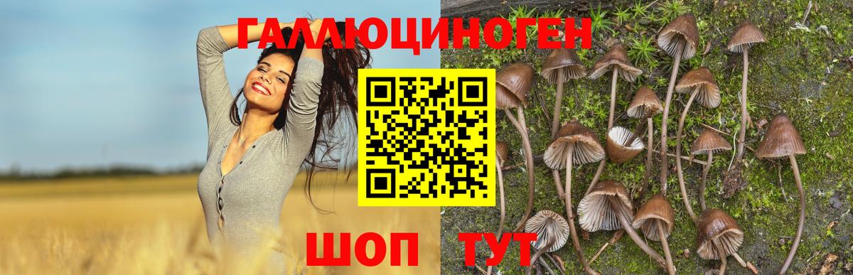 Псилоцибиновые грибы Psilocybe Ефремов